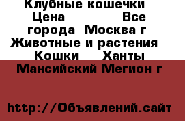 Клубные кошечки › Цена ­ 10 000 - Все города, Москва г. Животные и растения » Кошки   . Ханты-Мансийский,Мегион г.